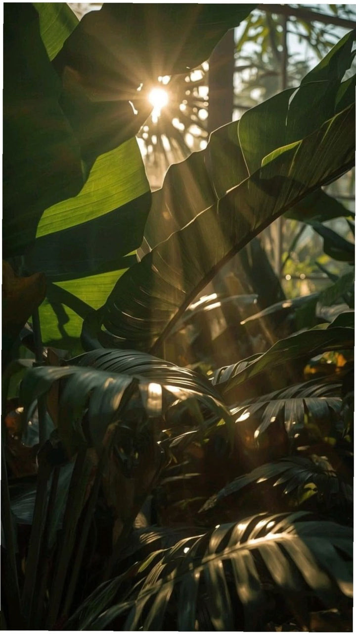 Rayons de soleil à travers des feuilles tropicales